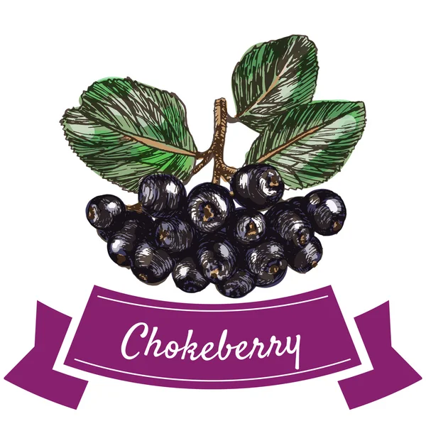 Vector ilustración colorido conjunto con chokeberry — Vector de stock