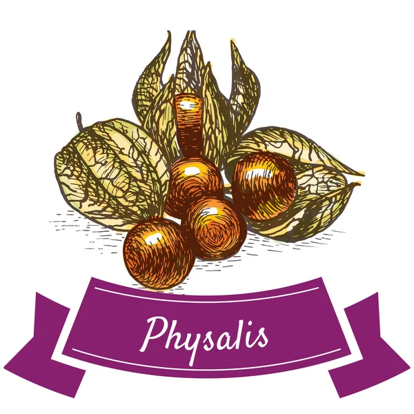 Vektor Illustration buntes Set mit Physalis — Stockvektor