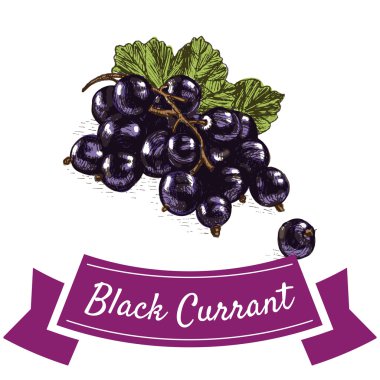 Vektör illüstrasyon siyah frenk üzümü ile renkli set