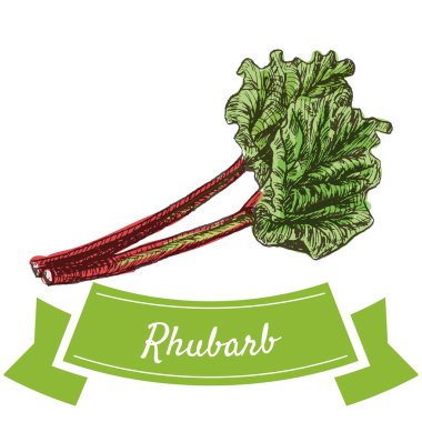 Vektör illüstrasyon rhubarb ile renkli set