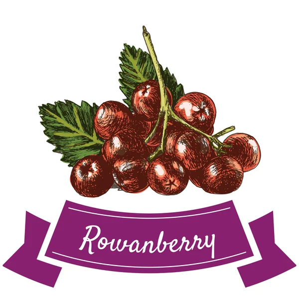 Ilustração vetorial conjunto colorido com rowanberry —  Vetores de Stock