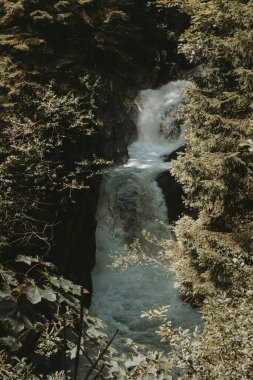 Kayalar, yosunlar ve sık ağaçlarla çevrili verimli bir dağlık ormanda çağlayan küçük bir şelale..