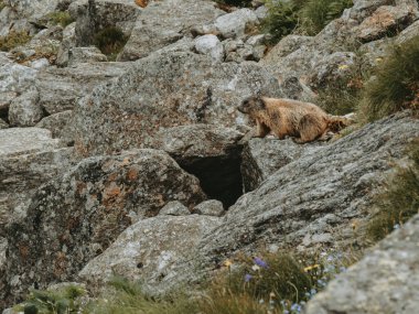 Avusturya Alpleri 'ndeki kayalık bir yamaçta tetikte bekleyen bir dağ sıçanı, dağlık çayırlarla çevrili..
