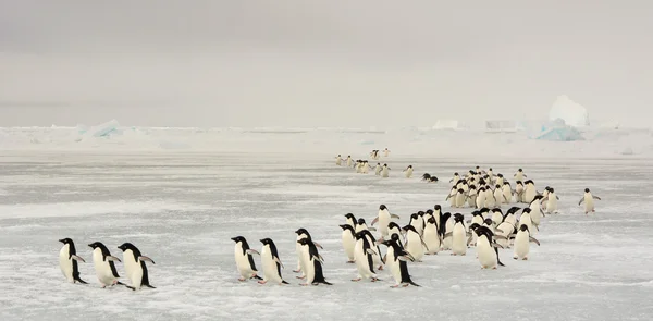 Penguenleri yıllık geçiş