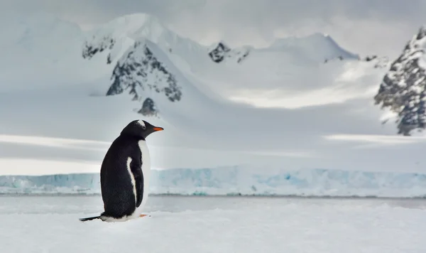  Penguen Papua yalnız
