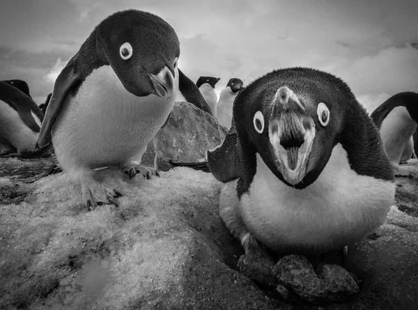 Pingvin i sitt bo. — Stockfoto