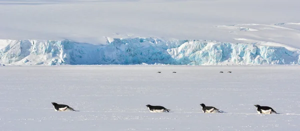 Tučňáci na moři — Stock fotografie