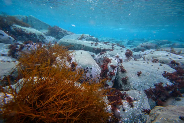 Antarktika'daki sualtı hayatı