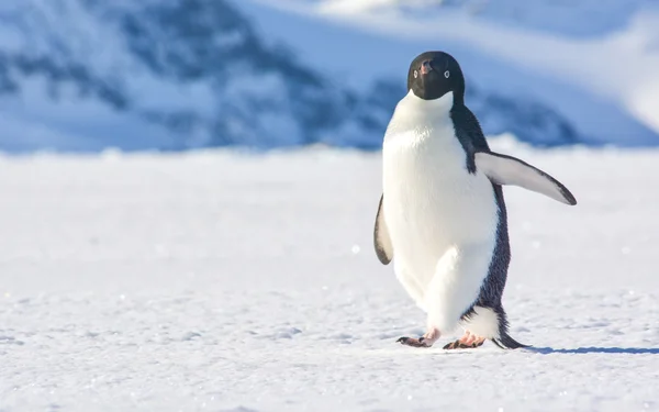 Antarktika'daki yalnız penguen