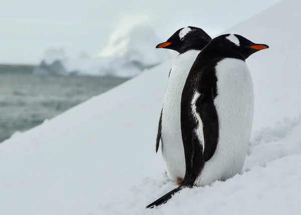 Papua casal pinguins . — Fotografia de Stock