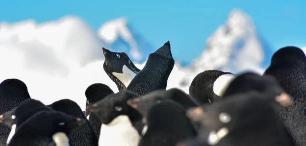 Danza del pinguino nelle Orcadi del Sud — Foto Stock