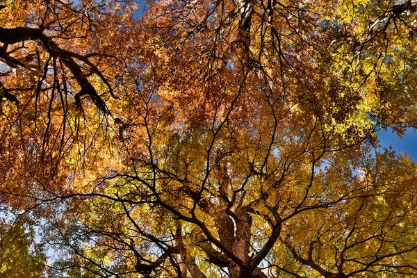 gökyüzünde yaprak