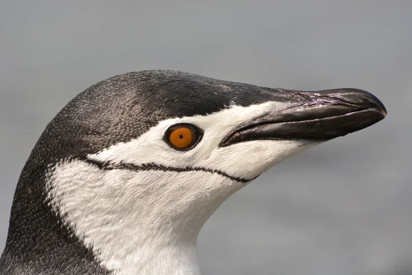 Bir miğfer portresi