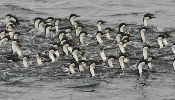 Aves marinhas em Antártida — Fotografia de Stock