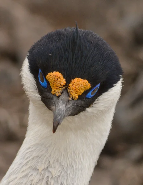 Güney Orkney Antarktika Cormoran