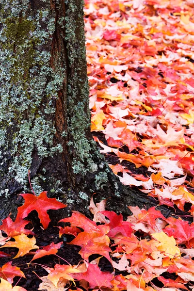 Flechten bedeckte Baumstämme und rote Blätter — Stockfoto