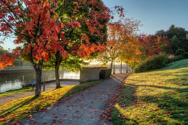 Yolu ile sonbahar renk yapraklar