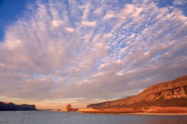 Cottonwood ağaç bulut fan altında