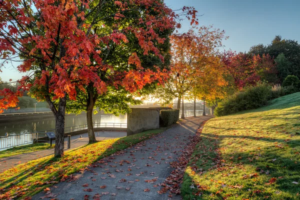 Sonbahar yaprakları ile döşeli patika