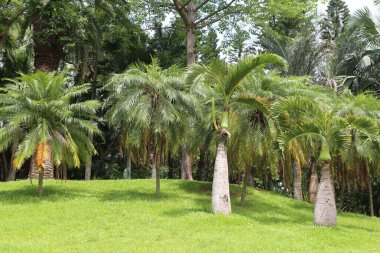a group of artists' renditions of trees in the park, green grass on the lawn with tall palm tree trunks, lush tropical vegetation, a tropical landscape design for a garden or resort