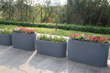 Kaldırıma dizilmiş dört saksı var. Tencereler gri ve çiçeklerle dolu. Çiçekler pembe ve kırmızı.