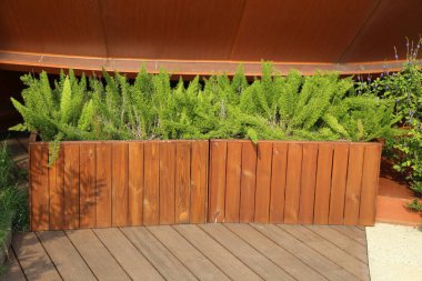 Tahta güvertenin köşesinde daima yeşil haydutlar olan ahşap ekiciler.