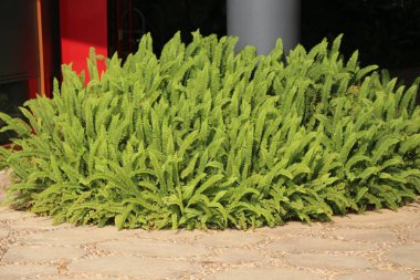 Kırmızı bir duvar ve dekorasyonsuz gri bir direk ile çevrili düz kaldırımların üzerinde oturan oval şeklinde geniş, gür yeşil eğreltiotu yığını.