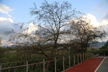 İki gövdeli bir ağaç gövdesi, yaklaşık beş metre yüksekliğinde ve yere uzanan dallar, Chongqing Batı Gölü yakınlarındaki bisiklet yollarının bir tarafındaki bir şehir parkında büyüyor.