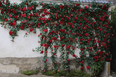 Duvarda büyüyen kırmızı güllerden bir duvar, bir sürü çiçekli tırmanan bir gül ağacı, beyaz sıva duvarları, bir Çin köyü, fotoğraf gerçekçi.