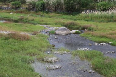 Nehir, kıyılarında kayalar ve çakıl taşlarıyla çayırların içinden akar. Çevresindeki bitki yemyeşil ve yemyeşil. Orada yüzen küçük balıklar da vardı..