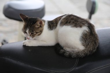 Siyah bir motosiklet koltuğunda bir kedi yatıyor. Kedi beyaz ve kahverengi.