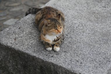 Taş bir levhanın üzerinde bir kedi yatıyor. Kedi kahverengi ve beyazdır. Kedi kameraya bakıyor.