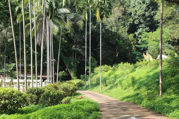 Girişe giden küçük bir patika. Etrafı yemyeşil ve köy manzarasında palmiye ağaçlarıyla çevrili. Çevresini çevreleyen yeşil bitkiler bir sükunet ve doğa ortamı yaratıyor.