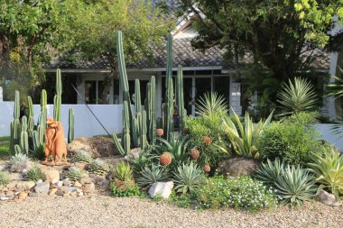 Ön bahçesinde uzun, içilebilir yeşil kaktüsler de dahil olmak üzere çeşitli büyük, dikenli ve yuvarlak bitkilerle kurak bir kaktüs bahçesi var. Evin arkasına küçük bir köpek heykeli yerleştiriliyor.