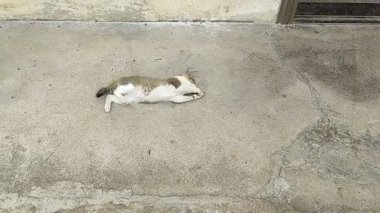 Bir tekir kedi ve beyaz kedi beton bir zeminde uzanır, ayağa kalkıp yürümeden önce esneyip yuvarlanırlar. Sahne, kedinin doğal ışıklandırmalı şehir ortamında rahatlamış davranışlarını yakalıyor..