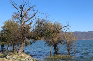 Eriha Gölü kıyısındaki ağaçlar kurudu ve devrildi. Önünde kendi başına ayakta duran tek bir ağaç var..