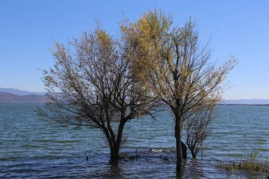 Çin 'in Yunnan eyaletindeki Dali Gölü kıyısında yetişen iki söğüt ağacı. Göl sakin ve mavidir. Açık gökyüzünün altında bazı dalgalar görülebilir. Her iki tarafında da birer ağaç var. Birinde yeşil yapraklar var, diğerinde ise hala wi belirtileri var.