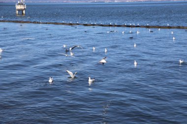Bir grup martı denizin üzerinde uçuyor, sırtlarında birkaç beyaz martı yüzüyor ve bazı siyah başsız balıklar yüzüyor, bir ucunda bir gözetleme kulesi bulunan eski bir iskele var..