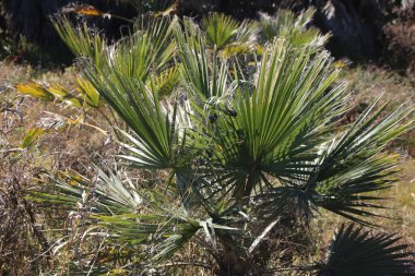 Uzun yaprakları olan bir çöl hayran palmiyesi. Bitkiler kendi başlarına büyür, zemin seviyesinde izole olurlar ve kış mevsiminde bol olmayan güneş ışığı için aralarında rekabet belirtileri gösterirler..