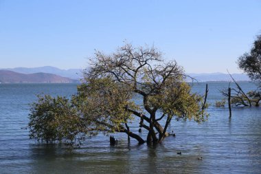 Göl suyu sakindir ve ortasında büyüyen yaşlı bir ağaç vardır. Dallar suyun içine uzanıyor, üzerinde bazı ölü ağaçlar yüzüyor..