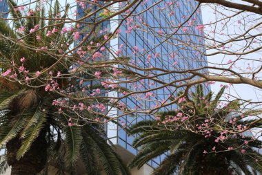 Bir sürü penceresi olan yüksek bir bina ve yanında pembe çiçekler olan pembe bir trompet ağacı. Ağaç binanın yan tarafında ve dalları gökyüzüne doğru uzanıyor.