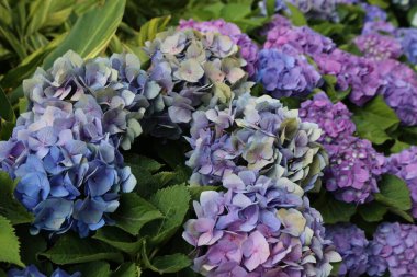 Maviden lavanta ve mora kadar çeşitli tonlarda ortanca bahçeleri. Çiçeklerin etrafı yeşil yapraklarla çevrili..