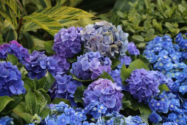 Mavinin, morun ve menekşenin çeşitli tonlarında, kontrastlık sağlayan yeşil yapraklarla dolu bir bahçe. Çiçeklerin büyük taç yaprakları onlara zarif bir görünüm verir.