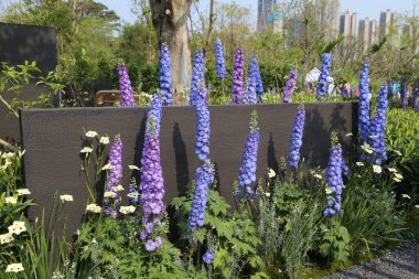 Arka planda yeşil bitkiler ve ağaçlarla çevrili, ön planda mor desenli beyaz tilki kuyruğu çiçekleri olan bahçe tasarımı. Alçak, koyu gri bir duvar çiti, bahçeyle, uzaktaki modern bir şehrin siluetini ayırır..