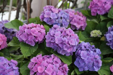 Çiçekçideki ortanca mor ve pembe, dallarında yeşil yapraklar var. Çiçeklerin yuvarlak şekilleri vardır. Yaprakları yoğundur ve hayat doludur..