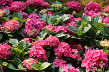 Pembe ortancalardan oluşan canlı bir bahçe. Yaprakları yeşil yapraklarla çevrili güneş ışığında parıldıyor. Çiçeklerin çeşitli tonları ve boyutları vardır. Bu da dikkat çeken büyüleyici bir görüntü yaratır.