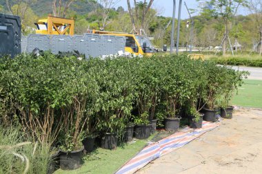 Açık hava parkında, üzerinde beyaz çiçekler olan siyah saksılara ekilmiş ve yan yana düzgünce yerleştirilmiş yeşil bitkilerin olduğu bir alan var. Ayrıca bir ucunda plastik poşetlerin içine yerleştirilmiş kırık küçük ağaç dalları da vardı..