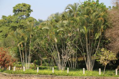 Parkta yeşil yapraklar ve beyaz gövdelerle dikilmiş uzun ve ince ağaçlardan oluşan bir grup. Üste yemyeşil yapraklar var ve üzerinde hiç çiçek yok..