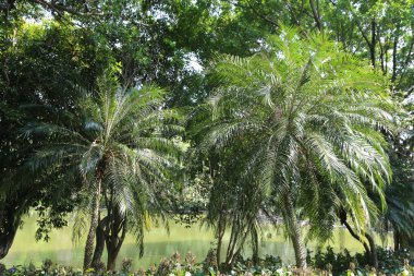Parkta cüce hurma ağaçları, yüksek ağaçlar ve yeşil yapraklar vardır. Önünde çimenler ve çalılar gibi diğer bitkiler tarafından çevrelenmiş üç büyük palmiye ağacı vardı..