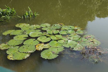 Nilüferli bir gölet, yukarıdan görünüyor. Nilüfer çiçeğinin yeşil yaprakları ya da göletin tamamını kaplar ve birbirlerinin üzerinde karmaşık bir desen oluştururlar. Sakin sularda aralarında yüzen birkaç balık görülebilir..